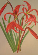 amaryllis